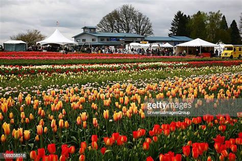 Wooden Shoe Tulip Festival Photos And Premium High Res Pictures Getty