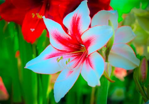 List Of Different Types Of Exotic Flowers With Exquisite Visuals