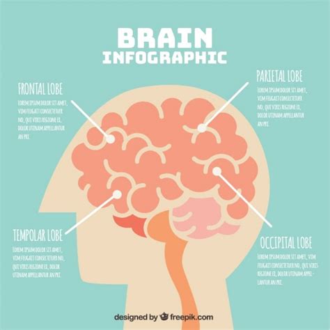 Infographic Template Of Human Brain With Four Options Vector Free
