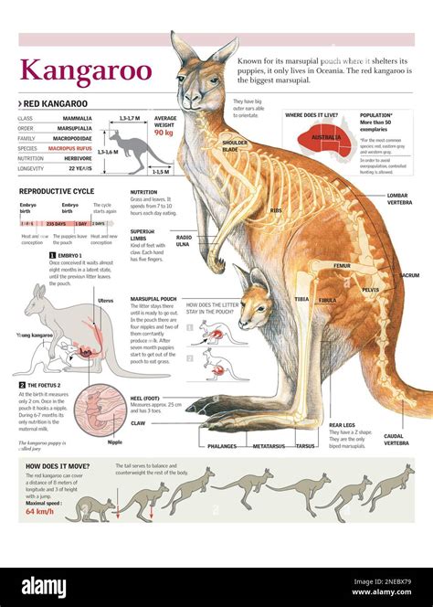 Infographics Of The Anatomy Geographical Distribution Reproductive