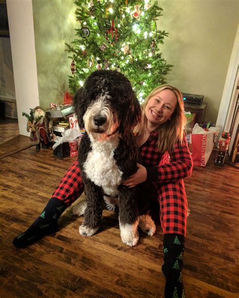 See pictures and detailed information on the mini puppies page. Mini bernedoodle puppies for sale