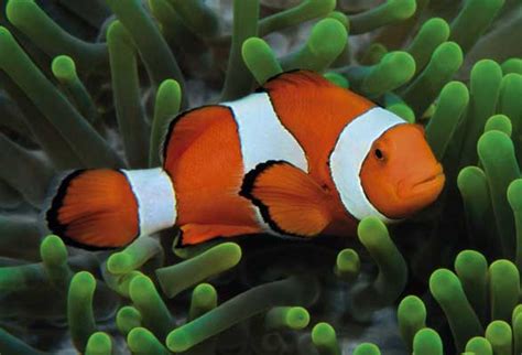 Select from premium clown fish of the highest quality. Clown Fish | Info and New Photos-Images | The Wildlife
