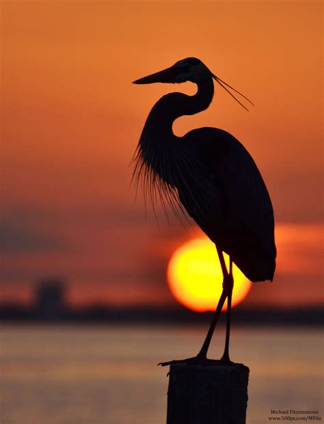 Michael Fitzsimmons Beautiful Birds Heron Sunset