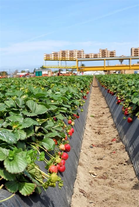 California Strawberry Farm Visit