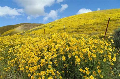 Super Bloom Desert Wildflower Reports For Southern California By