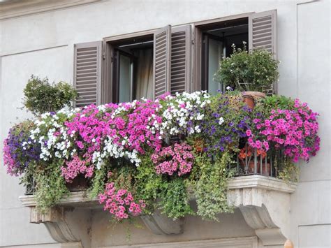 Flowers delivered in a box from the uk's most loved online florist. LAYOUT مدونة: حدائق النوافذ والشرفات