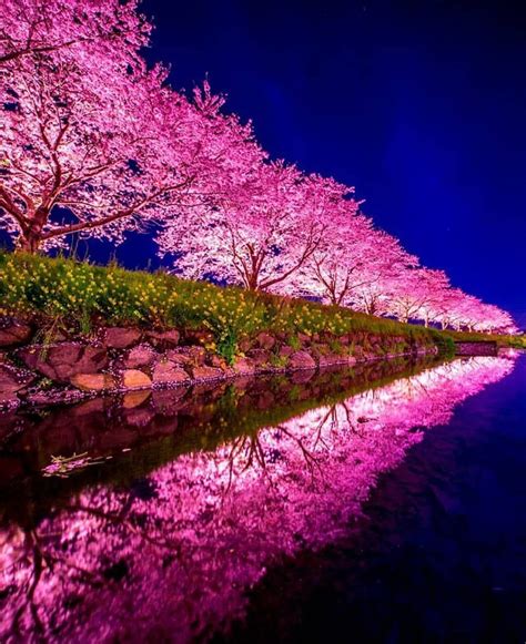 Instagram 上的 Travel The World： Cherry Blossoms In Japan 🌸 Photo By