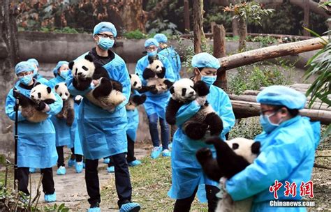 Reunidos Los Cachorros De Panda De Sichuan Para Saludar Al Pueblo Chino Feliz Año Lunarspanish