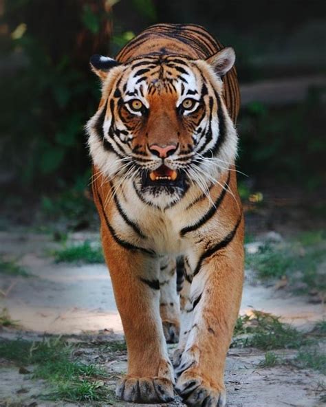 Indochinese Tiger Panthera Tigris Corbetti