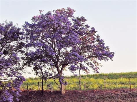 500 Sementes Jacaranda De Minas Caroba Cuspidifolia Nativa Parcelamento Sem Juros