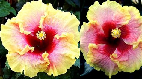 14 Different Types Of Hibiscus 2 Is My Favorite