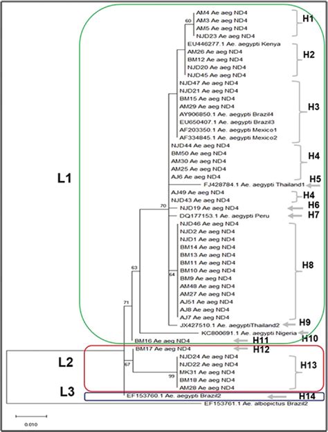 Molecular Phylogenetics And Population Genetics Of The Dengue Vector