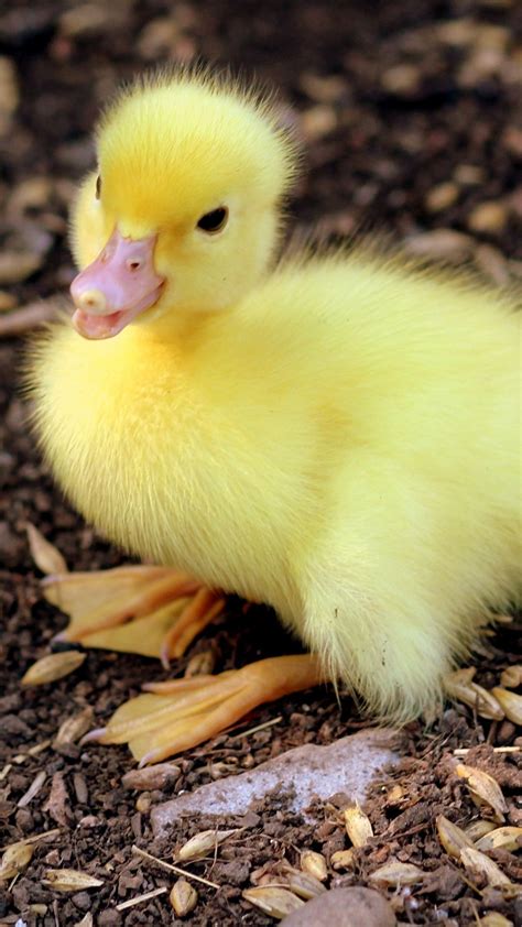 Pin By Ann Bunde On Cute Cute Ducklings Baby Ducks Yellow Animals