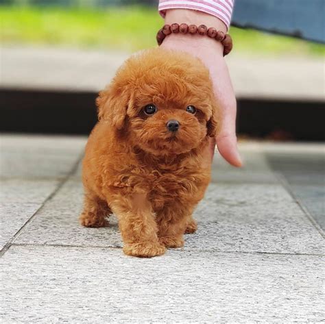 Poodle Toy Poodle Puppies For Sale Sunshine Teacup Puppies Home