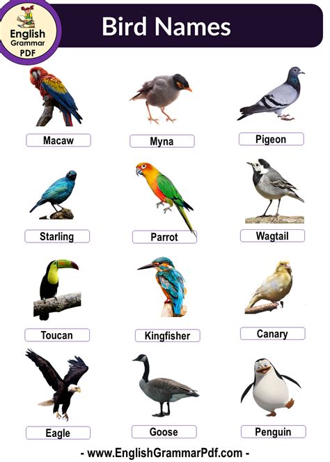 10 Birds Name Birds Name List In English English Grammar Pdf