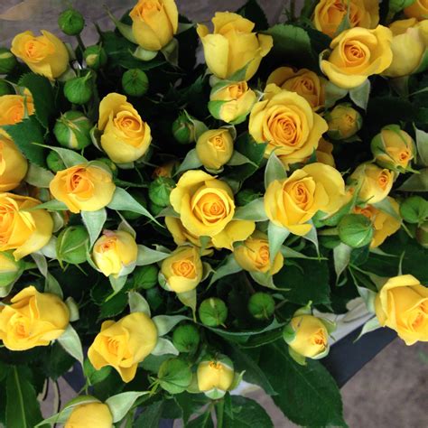 Bright Yellow Spray Rose Called Yellow Babe Sold In Bunches Of 10