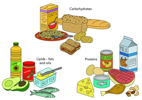 For example, the key nutrients of the milk, yogurt, cheese the five food groups are: Basic Nutrients • Stephane Andre
