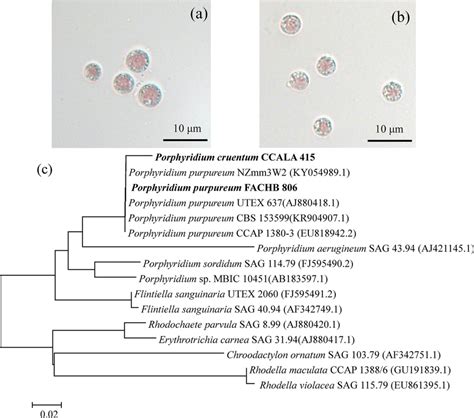 Cell Morphology Of Porphyridium Cruentum Ccala 415 A And Porphyridium