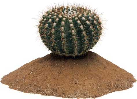 Cactus Desert Plant Png Image Purepng Free Transparen