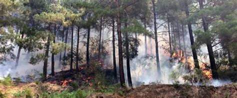 Alanya'da çıkan orman yangını havadan ve karadan müdahaleyle söndürüldü. Alanya'da orman yangını | NTV