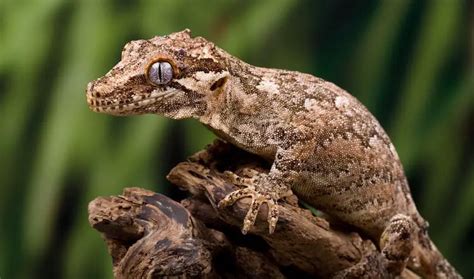 Types Of Geckos 15 Best Pet Gecko Species Everything Reptiles