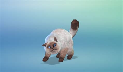 New Screenshots From Create A Pet Sims Online