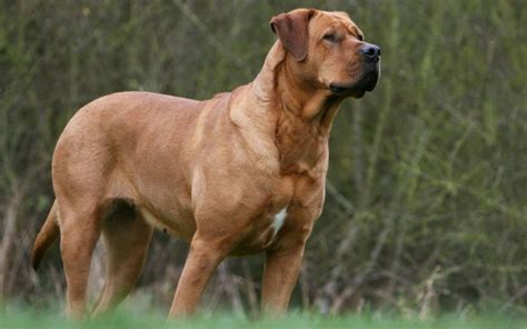Tosa Tosa Inu Dog Breed Characteristics Appearances And Pictures