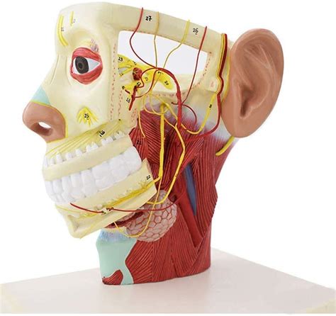 Buy Lxt Panda Human Head Model Human Anatomical Half Head Face Anatomy