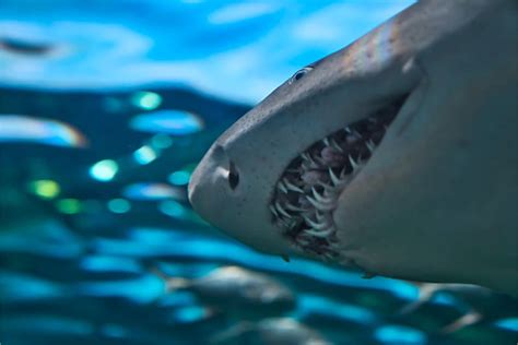 Top 10 Interesting Facts About Sharks Depth World