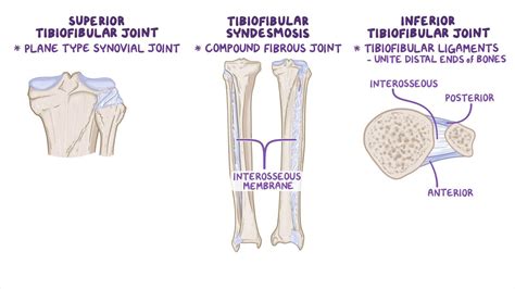 Anatomy Of The Tibiofibular Joints Video And Anatomy Osmosis