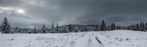 Panoramic Winter Scene In The Intact Beautiful Pine Forests Photograph