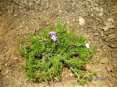 Creeping Phlox We Planted On The Bank As Ground Cover I