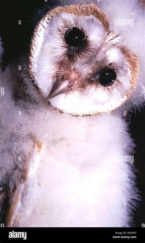 Juvenile Barn Owl Tyto Alba Portrait Near Clovelly Devon Stock Photo