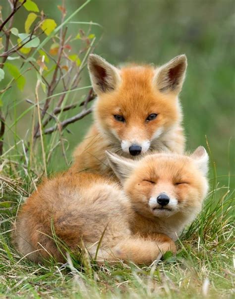 Red Fox Pups Friends Pinterest