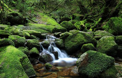 Top 5 Things To Do And See On Yakushima All About Japan