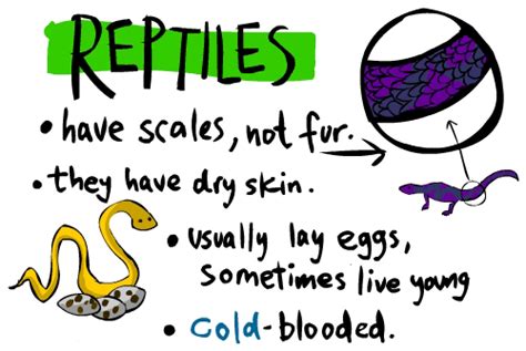The English Cubby: Vertebrates classification