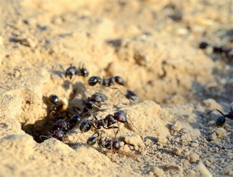 These ants are typically viewed as nuisance pests and can cause a variety of problems when they find their way inside. Was Temecula Built on an Ant Hill? The Answer May Surprise You