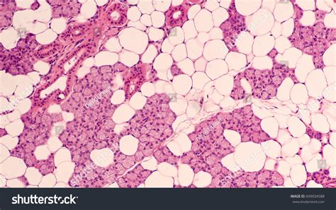 Histology Submandibular Gland Type Salivary Gland Stockfoto 699034588