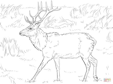 The following are steps require to step 1: Mule Deer Coloring Page - Coloring Home