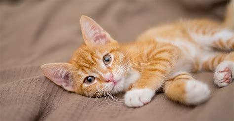Fakta Kucing Oranye Yang Dikenal Galak Dan Banyak Tingkah Kaskus