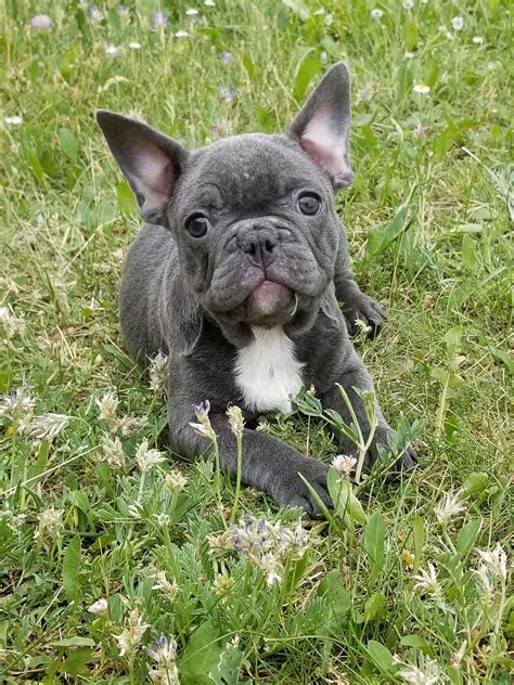It is bright and easygoing. Breed: French bulldog Gender: Male Registry: AKC ...
