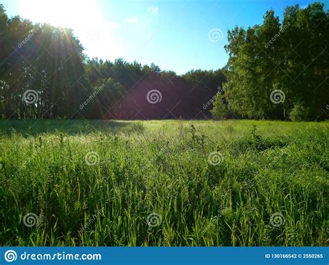 Green Meadow Forest Meadow Summer Sun Succulent Green Emerald Grass