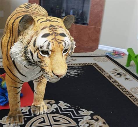 Google has collaborated with many websites that include various features to provide a better experience for users to view objects in 3d. How to Bring Amazing 3D Animals to Your Living Room | MashTips