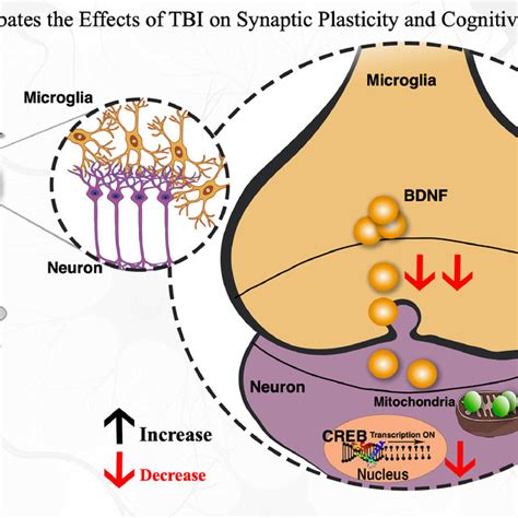 Hfd Exacerbates The Effects Of Tbi On Synaptic Plasticity And Cognitive