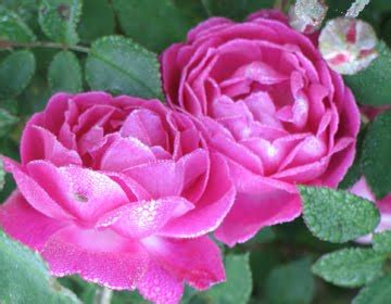 See more ideas about rose garden, garden design, garden. ROSES: Modern Roses