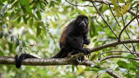 Mono Aullador En Peligro De Extinción Es Declarado “monumento Natural
