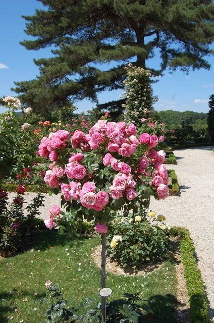 Artist leonardo da vinci was born in vinci, republic of florence (now italy), in 1452. Leonardo da Vinci rose grown as a standard | Rose, Tea ...