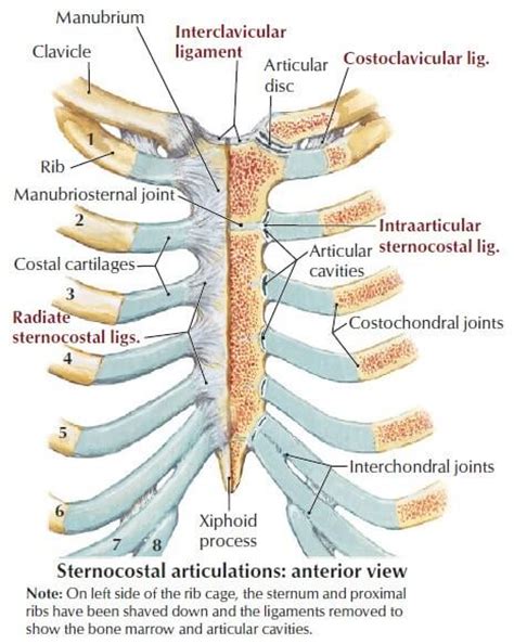 Learn about sternum thorax ribs anatomy with free interactive flashcards. Sternum - Anatomy, Fracture, Pain and Location