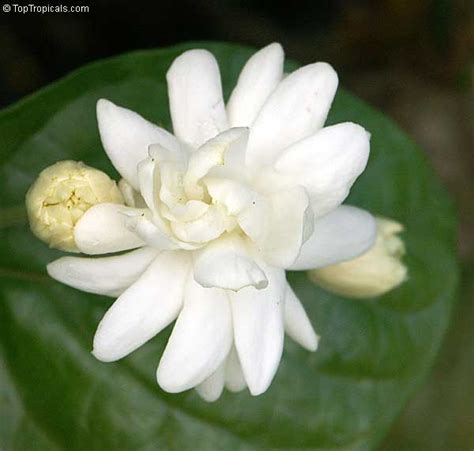 Chickona Mysore Mallige Flower Images