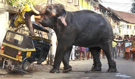G Mundo Not Cias Elefante Descontrolado Provoca Destrui O Em